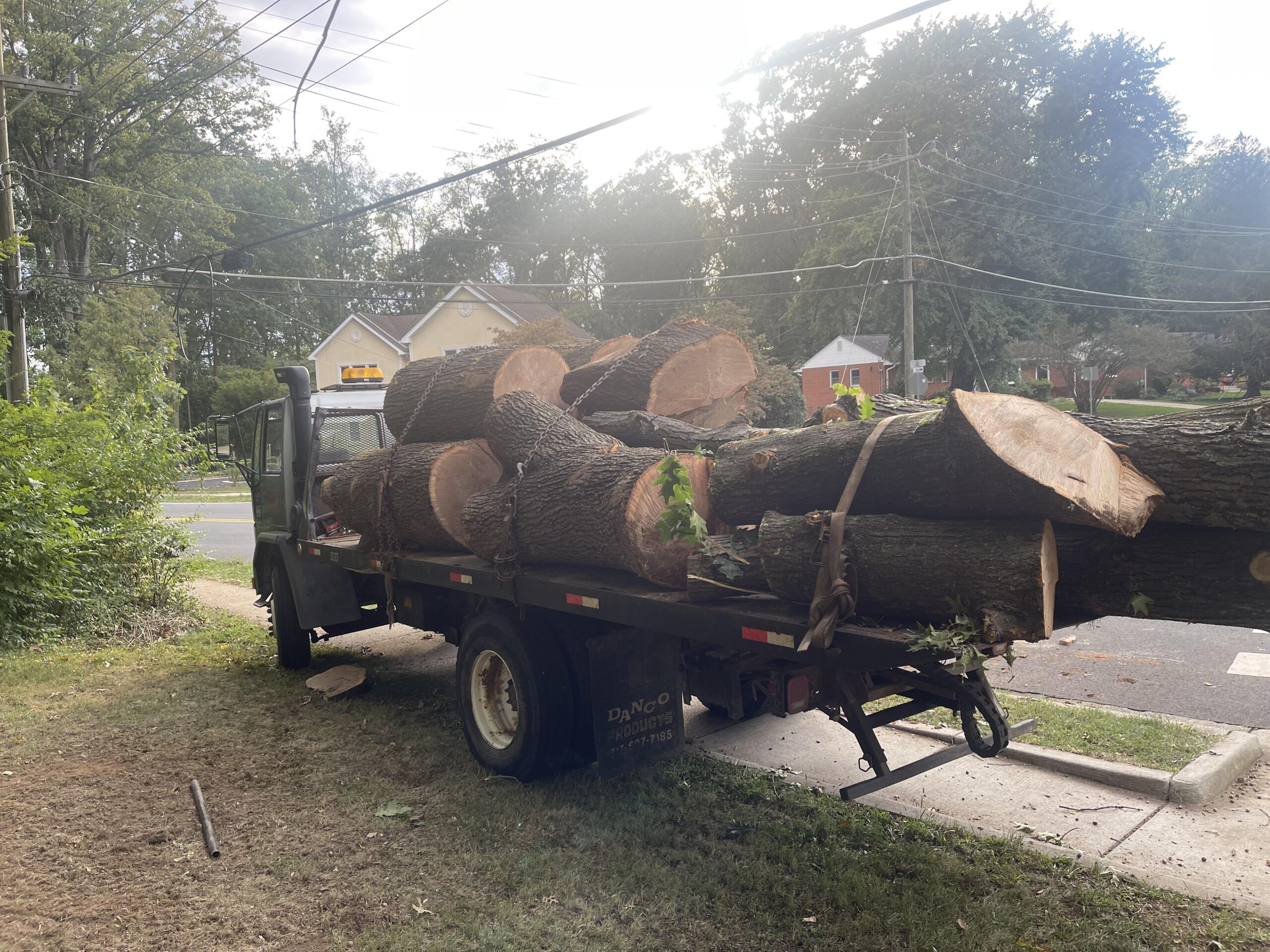 Stokes Tree Solutions, LLC Releases Comprehensive Guide to Safe Tree Removal in Fairfax, VA